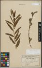 Foto von Salix purpurea L. x Salix viminalis L.
